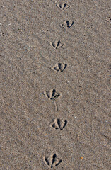 traces of a seagull on the sand