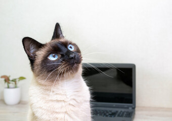 Closeup portrait of siamese cat, whose eyes are looking up. Home plant and laptop stand behind in blurred background. Selective focus. Image for articles about animals.