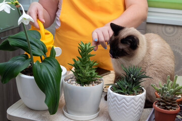 In foreground are home plants in pots. Behind woman's hand scolds cat for hooliganism, after cat...