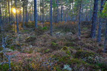 backlight through pine trees in beautiful bog