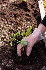 a female hand in a glove plants cucumber seedlings in the soil in a greenhouse on a spring sunny  day