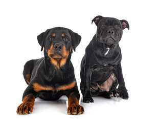 Fototapeta premium staffordshire bull terrier and rottweiler