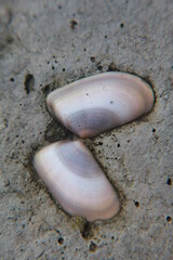 butterfly like shell