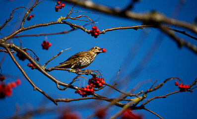 Mistle thrush feasting on rowan berries
