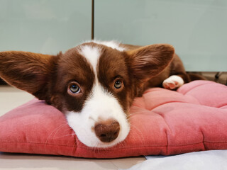 A 2.5-month-old brown puppy with a white muzzle of a Welsh corgi cardigan lies on a pink pillow and looks at the camera.