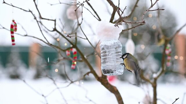 birds of titmouse sit in the feeder to eat food seeds in winter against the background of Christmas decorations. High quality FullHD footage