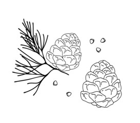 Cedar cone. Nut. Logo. Isolated vector colorful element. 