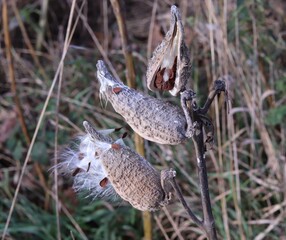 a plant that has seeds in the shape of grains, the picture is beautiful for the background