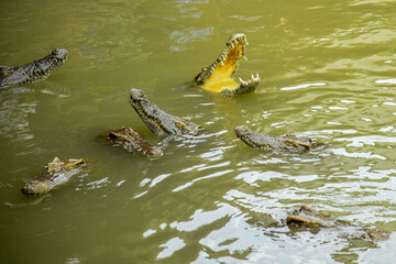 Portrait of hungry crocodile baring fierce teeth in the park