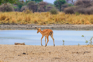 Naklejka na ściany i meble Impala (Aepyceros melampus) at the watering place in Tarangire National Park, Tanzania