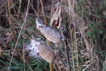 a plant that has seeds in the shape of grains, the picture is beautiful for the background