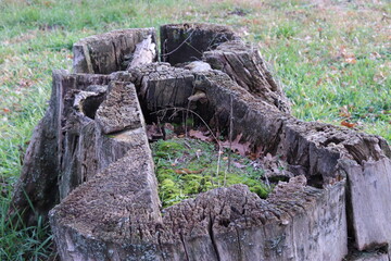 A large stump on which moss caught