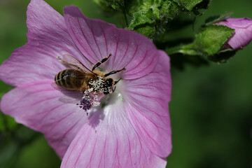 Nahaufnahme einer kleinen Honigbiene beim Pollen sammeln auf einer wilden Malve