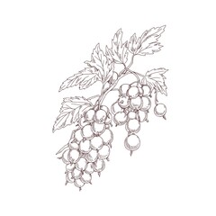 Blackcurrant branch. Outlined botanical sketch of black currant plant in vintage style. Drawing of cassis berries. Hand-drawn vector illustration of sketchy ribes nigrum isolated on white background