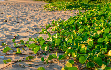Ipomoea pes-caprae commonly known as bay hops is a creeping plant on the beach, acts as a sand stabilizer. it is a salt-tolerant plant. Galle beach evening low angle view.