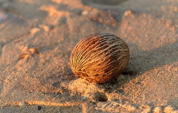 Dried Cerbera Odollam seed on the beach, facing the bright evening light.