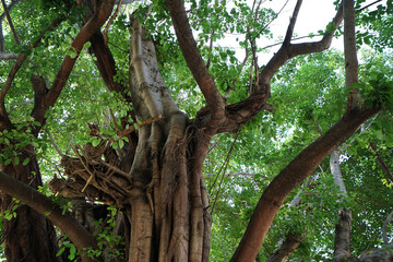 Obraz premium Big and green Banyan tree