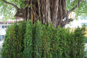 Big and green Banyan tree