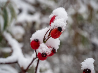 Naklejka na ściany i meble Rosehip in the snow. Rosehip berries in winter.