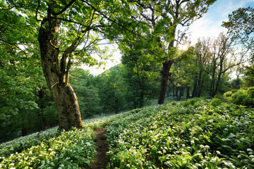 Path through magical forest at sunrise, mysterious old trees, fantasy landscape.