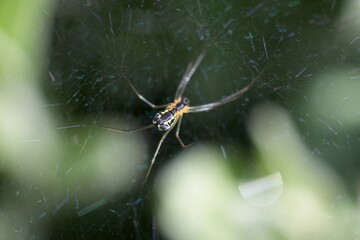 spider on the web
