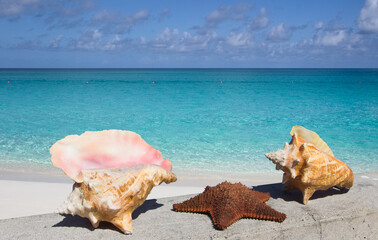Fototapeta na wymiar Seashells on the beach of caribbean sea