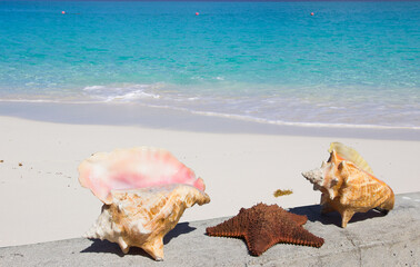 Obraz na płótnie Canvas Seashells on the beach of caribbean sea