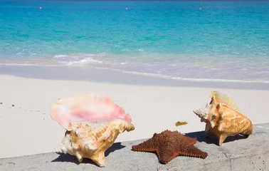 Photo sur Plexiglas Plage de Seven Mile, Grand Cayman  Seashells on the beach of caribbean sea