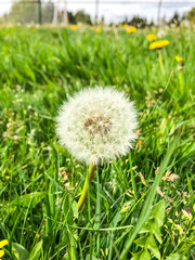 Fototapeta premium Common dandelion
