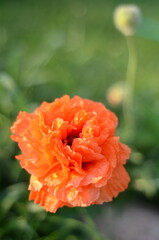 orange flower in garden