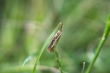 grasshopper on a grass