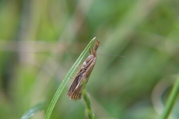 grasshopper on a grass