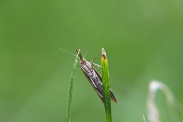 grasshopper on a grass