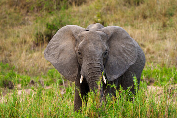 Naklejka na ściany i meble African bush elephant or African savanna elephant (Loxodonta africana) feeding. Mpumalanga. South Africa.