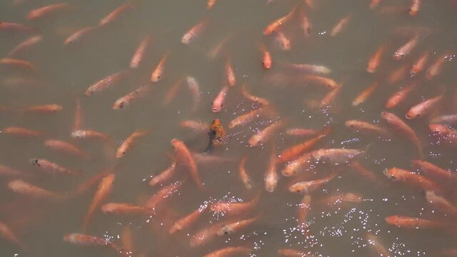 Video of koi fish swimming slowly