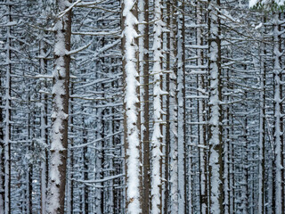 Fototapeta premium Spruce forest in winter. Spruce trunks covered with snow after a snowfall in the forest in Karelia, northwest of Russia