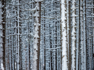 Fototapeta premium Spruce forest in winter. Spruce trunks covered with snow after a snowfall in the forest in Karelia, northwest of Russia