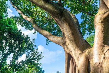 The branches and leaves of a large tree