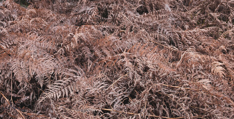 Dry plants outdoor in light pastel colors