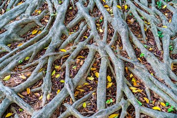The branches and leaves of a large tree