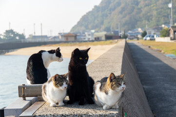 沢山の猫