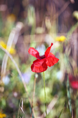 Mohn Mohnbl&uuml;te Blumenwiese