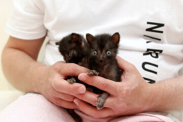 A kitten is held in the hands of a man, a werewolf cat, a breed, a mutation,Lykoi