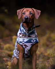 Stolzer Rhodesian Ridgeback Hund im Wald, Hund im Winter, Hundeportrait, Welpe, Pullover