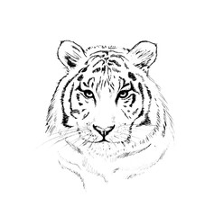 Graphic image of a tiger on a white background