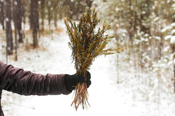 The hand holds a bouquet of medicinal herbs bagulnik
