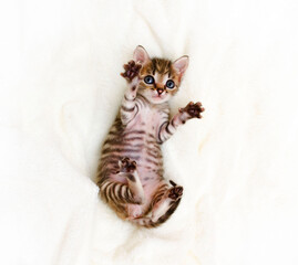 The striped kitten is lying on its back.