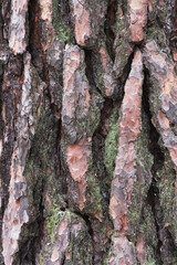 The texture of the bark of a coniferous tree