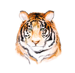 Tiger's head, a drawing of a predatory animal