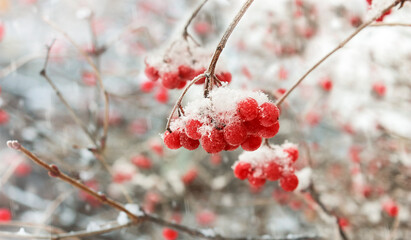 Winter red branches of viburnum berries are covered with snow